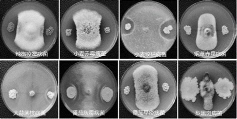 一种高产蛋白酶霉菌菌株的快速筛选方法与流程