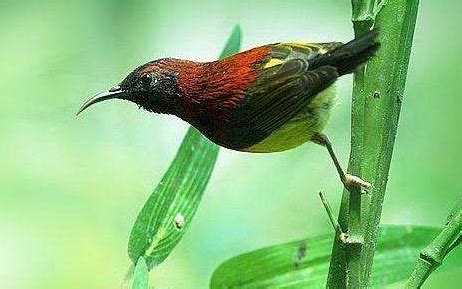 围绕鸟儿是大自然的歌手写一段话,运用拟声词和和各种修辞手法-百度经验