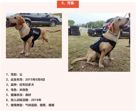 云南昆明：警犬队守护机场安全