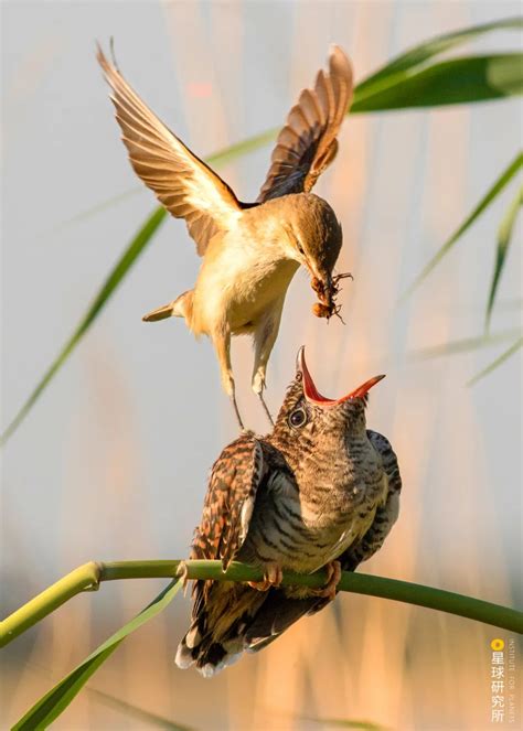 黄冠啄木鸟：鸟纲，国家三级保护动物