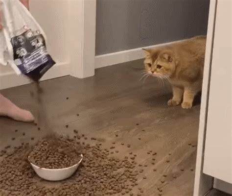 主人反常倒了一大碗粮，猫咪吓得后退：铲屎官疯了？