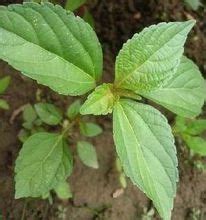 铁苋菜的图片