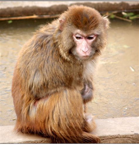 最帅的猴子_帅气的猴子(2)_排行榜