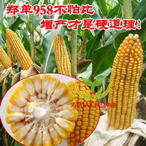 玉米品种优旗511,天玉616玉米品种,玉米品种松玉tg1_大山谷图库