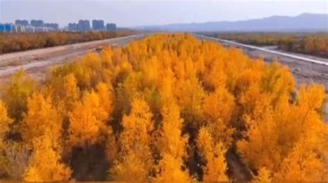 在金昌，看看“种”出来的秋天长啥样_凤凰网视频_凤凰网