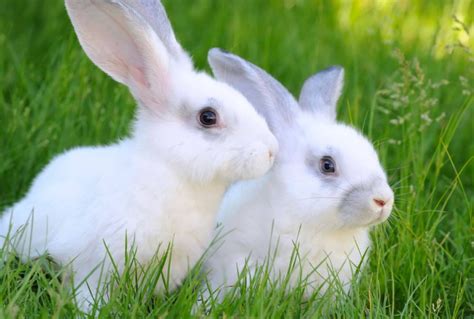 小白兔的资料和特点（白色兔子叫什么名字，有什么特性） | 说明书网