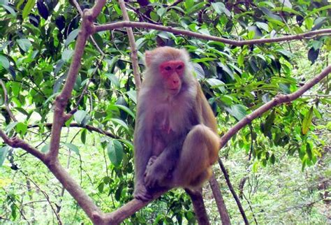 树上猴子的摄影-千叶网