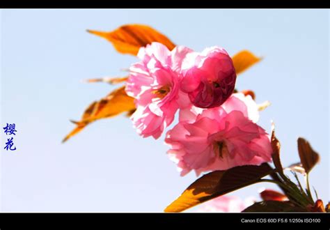 万紫千红百花争艳 - 才艺展示