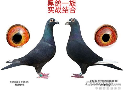 观赏鸽-中国信鸽信息网相册