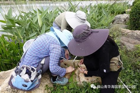 青华海开展2020年昆虫专项监测 _湿地保护_www.shidicn.com