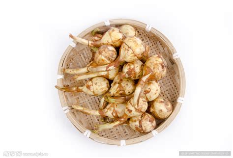 簕茨菇图片