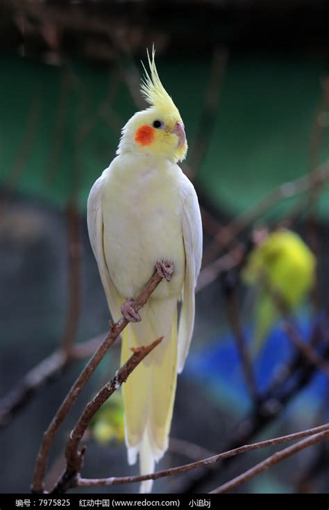 黄色鸡尾鹦鹉高清图片下载_红动网