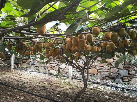 光伏板下种猕猴桃，每亩纯收益超5000元！|农民_新浪新闻