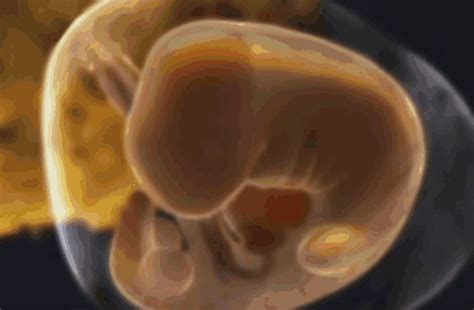 怀孕几个月开始语言胎教_语言胎教可以从怀孕几个月开始 - 育儿指南
