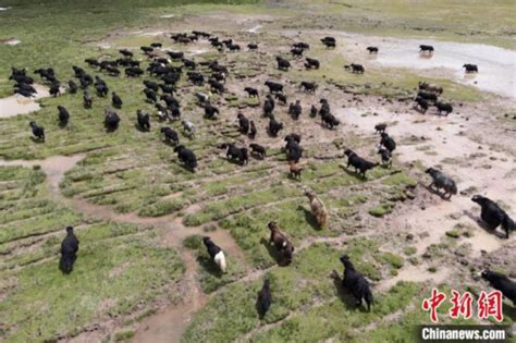 西藏连续6年粮食产量稳定在百万吨以上_荔枝网新闻