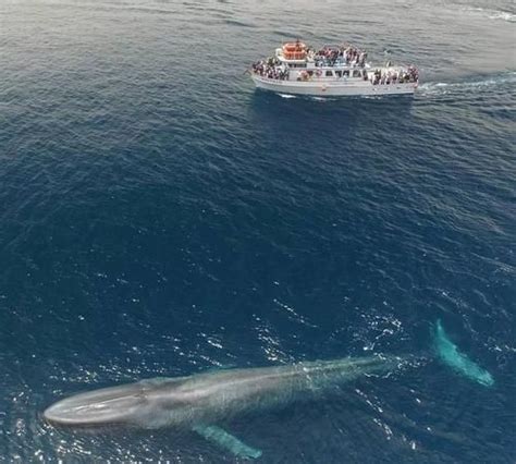 世界上最大的鲸鱼，蓝鲸高33米重181吨(非洲象体重30倍)_小狼观天下