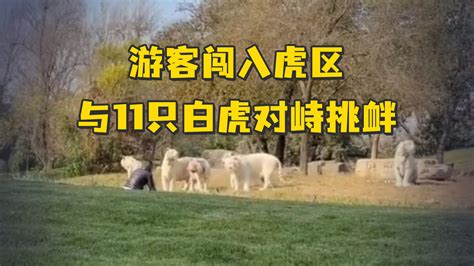 北京野生动物园通报游客闯入虎区：与11只白虎对峙挑衅，正接受警方调查_凤凰网视频_凤凰网