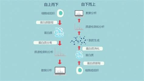 一文了解蛋白质组学如何揭示疾病机制-杭州汉库医学检验所有限公司