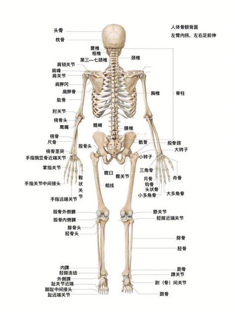 人体骨架图谱 骨骼图 大号挂图 医学挂图 人体骨架解剖图谱 防水-阿里巴巴