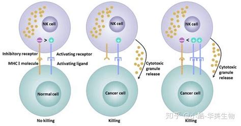NK细胞治疗,NK细胞疗法,NK免疫细胞疗法,NK细胞是什么_全球肿瘤医生网