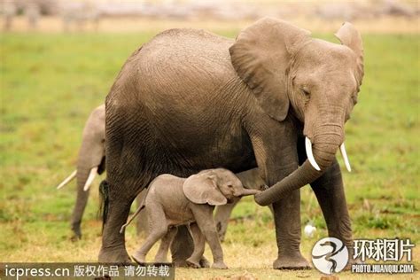 漫步在黄色草原上的动物大象妈妈和象宝宝图片下载 - 觅知网