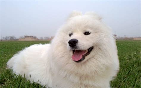 白色的狗狗品种 萨摩_宠物百科 - 养宠客