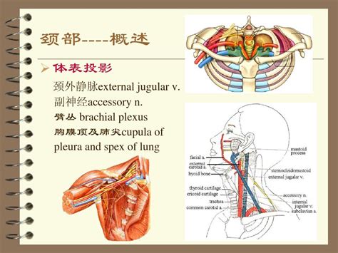 脖子部位图解图片