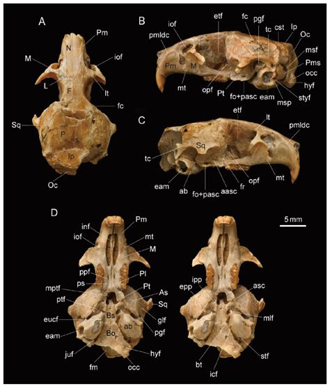 甘肃和政晚中新世许氏鼠(啮齿类：鼠科)头骨化石