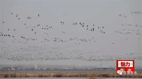 传媒网 【魅力衡水】衡水湖春季鸟类迁徙接近尾声
