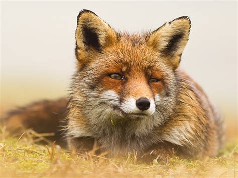 《我要养狐妖2》：当见到的狐狸变成美人，你准备如何呢？-小米游戏中心