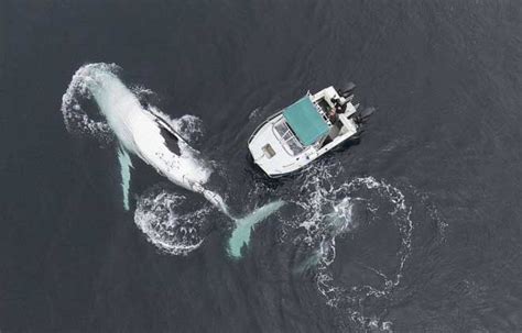 十大深海神秘巨型生物 抹香鲸上榜，第一是地球最大动物_排行榜123网
