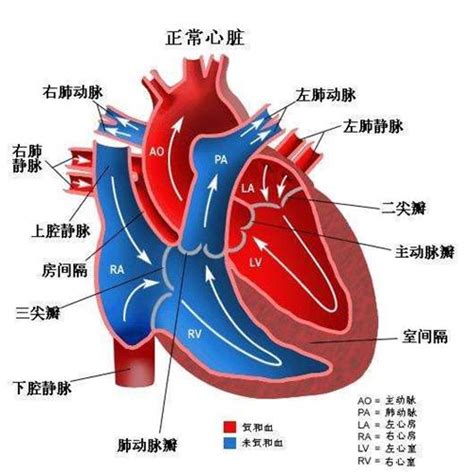 肺静脉异位引流【多图】_39医疗图集-39健康网