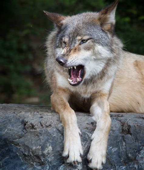 奔跑中的灰狼图片_狩猎中的狼群素材_高清图片_摄影照片_寻图免费打包下载