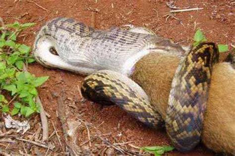 为什么蛇能吞下比它大的动物?原来它的头骨中有这结构_探秘志