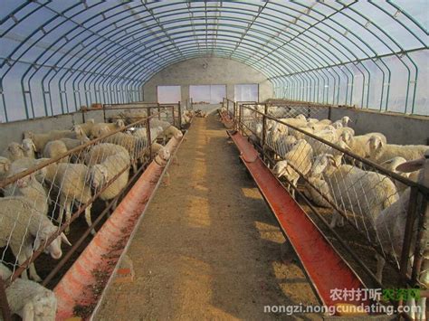 羊场养羊管理软件|育肥羊繁育羊多模式-上海奇博-农林云