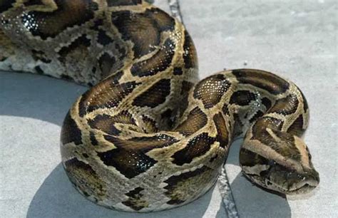 中国最大一条蛇多大：缅甸蟒（体长达8米） - 百科全书 - 懂了笔记