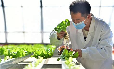 威海市农业农村局 农业生产 市农业农村局开展2020年度粮食绿色高质高效项目攻关区花生测产工作