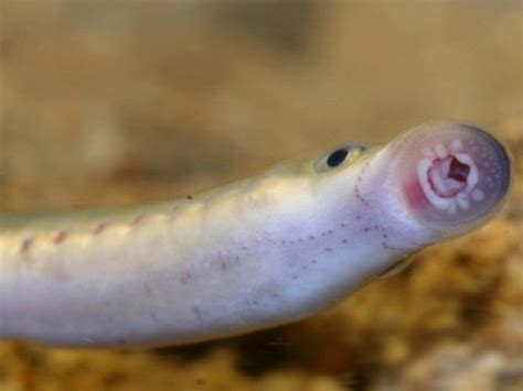意大利有一种奇特生物，外表和鳗鱼相似，但实际上是“吸血魔头”|七鳃鳗|鳗鱼|外表_新浪新闻