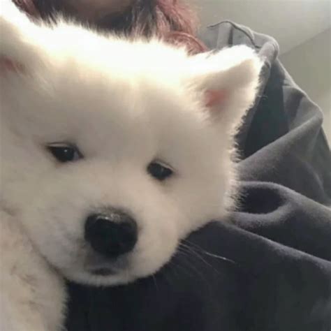 狗狗妆容非主流头像