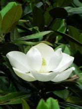 木莲花图片