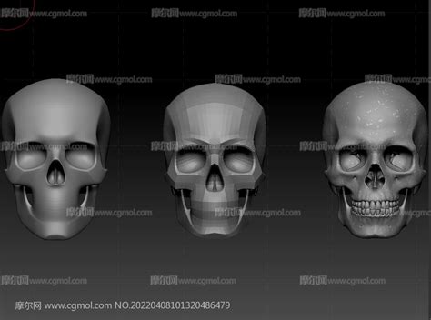 标准人头骨,骷髅C4D模型_基础人体模型下载-摩尔网CGMOL