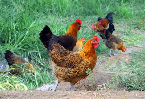 农家养殖的鸡群高清图片下载_红动中国