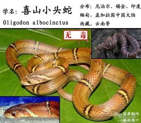 世界上最罕见最珍稀的蛇，卡拉细盲蛇像蚯蚓（第一售价350万）-小狼观天下