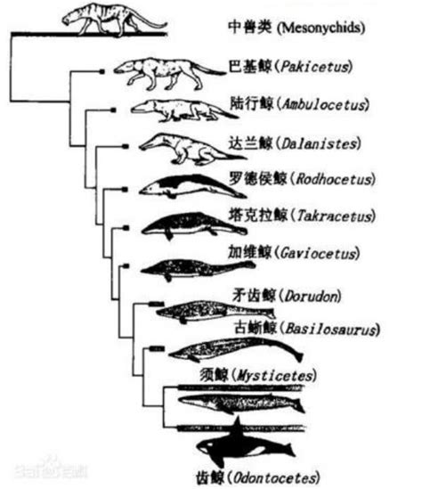 5000千万年前的鲸鱼居然生活在陆地上，比现在的人类还要小得多_腾讯视频