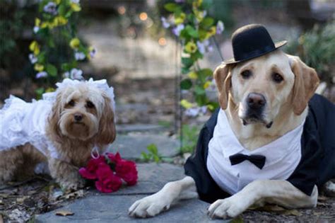 宠物婚礼策划(爱宠为杰伦做花童，狗狗撒欢的婚礼是这样的) - 【爱喜匠】
