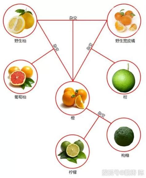 果品知识丨柑橘已成为中国第一大水果_杂交