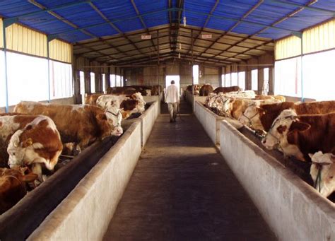 牛在农场的牛棚里牧场农田高清图片下载-正版图片503685012-摄图网