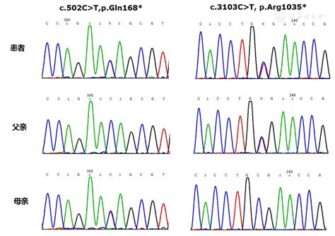 CRISPR/Cas9介导靶向敲除拟南芥 BRI1 突变体的鉴定