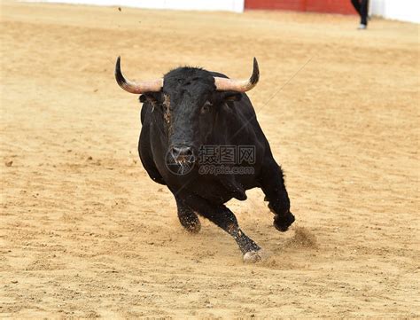 西班牙长着大角的强壮公牛高清图片下载-正版图片506071135-摄图网