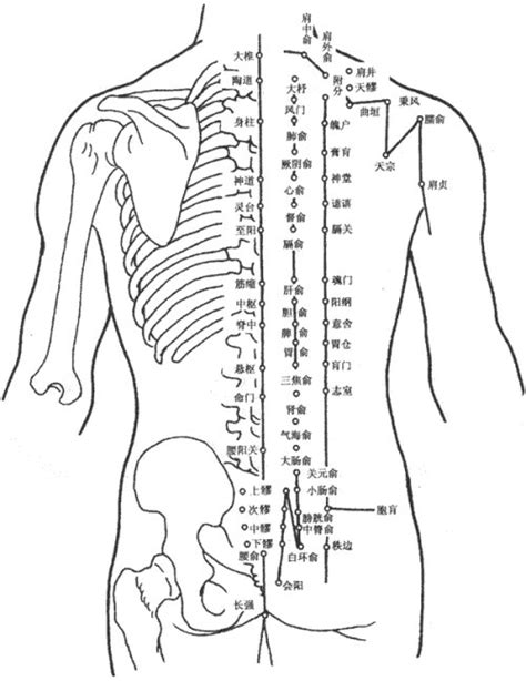 人体背部穴位图_图片_互动百科